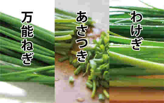 良く似ている細ねぎである万能ねぎ、あさつき、わけぎ