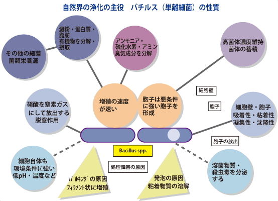 バチルス菌の性質の図