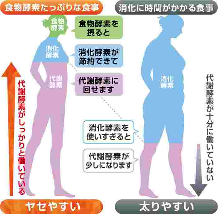 食べ合わせは酵素が大事