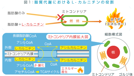 カルニチンの役割図