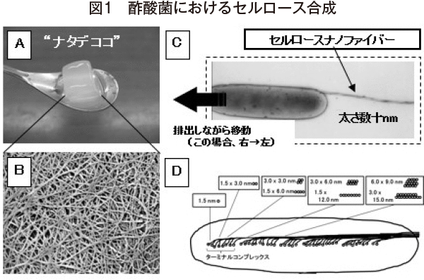 酢酸菌におけるセルロースの合成の図