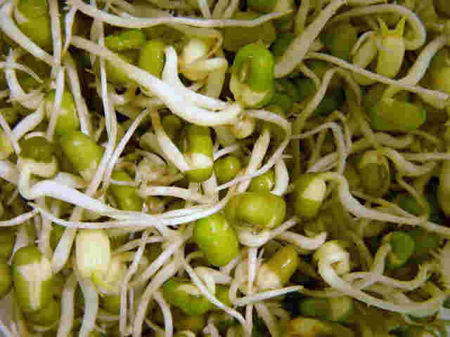 発芽している緑豆もやし