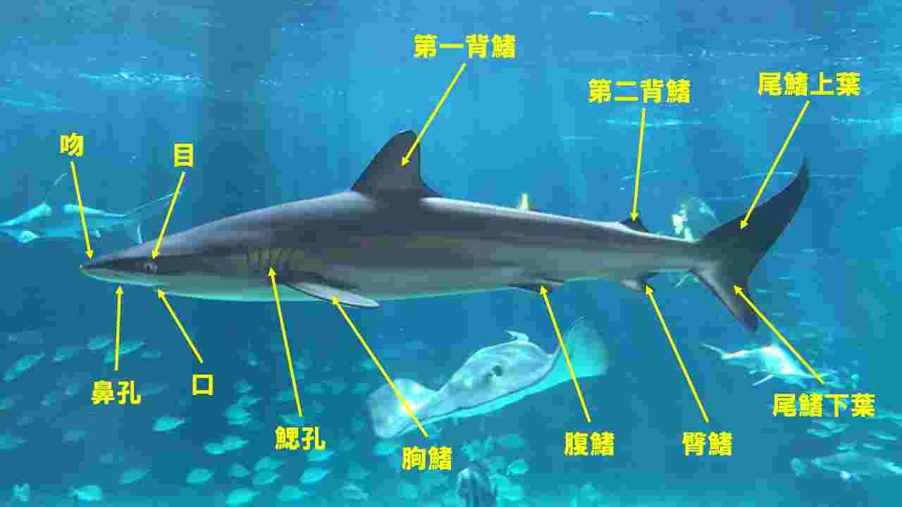サメの各部位