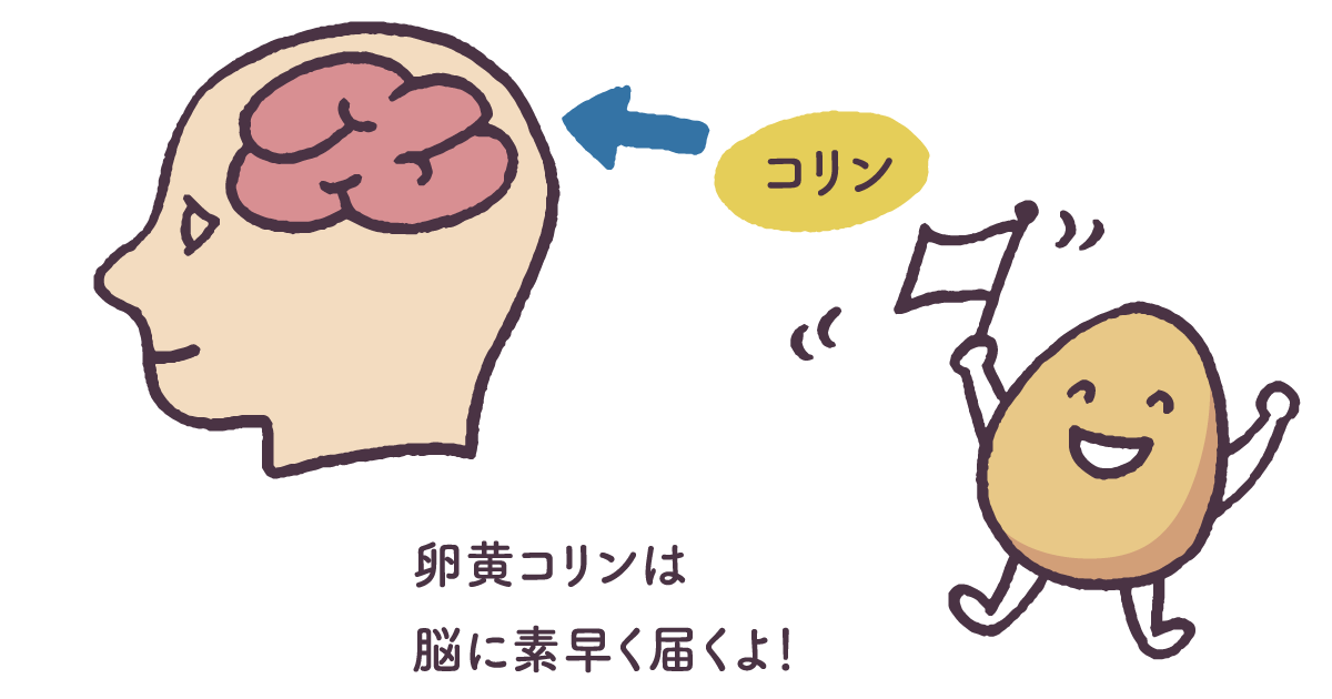 コリンが脳にすばやく届くと言っているイラスト