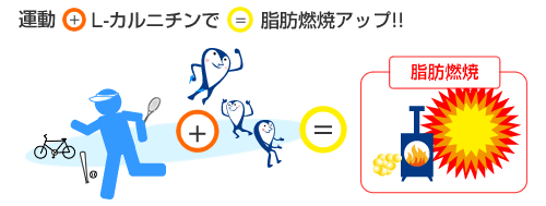 カルニチンの働きの図解
