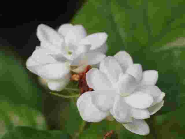 日本のジャスミンの花
