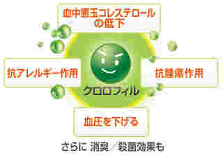 クロロフィルの効能を文字とイラストで詳しく図解にしたもの