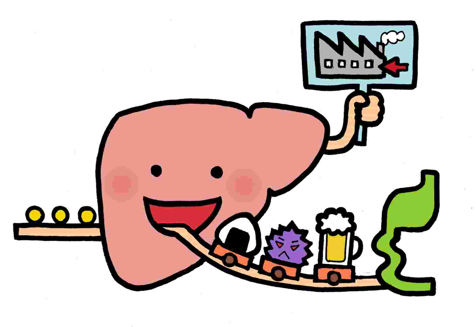 代謝の様子のイラスト