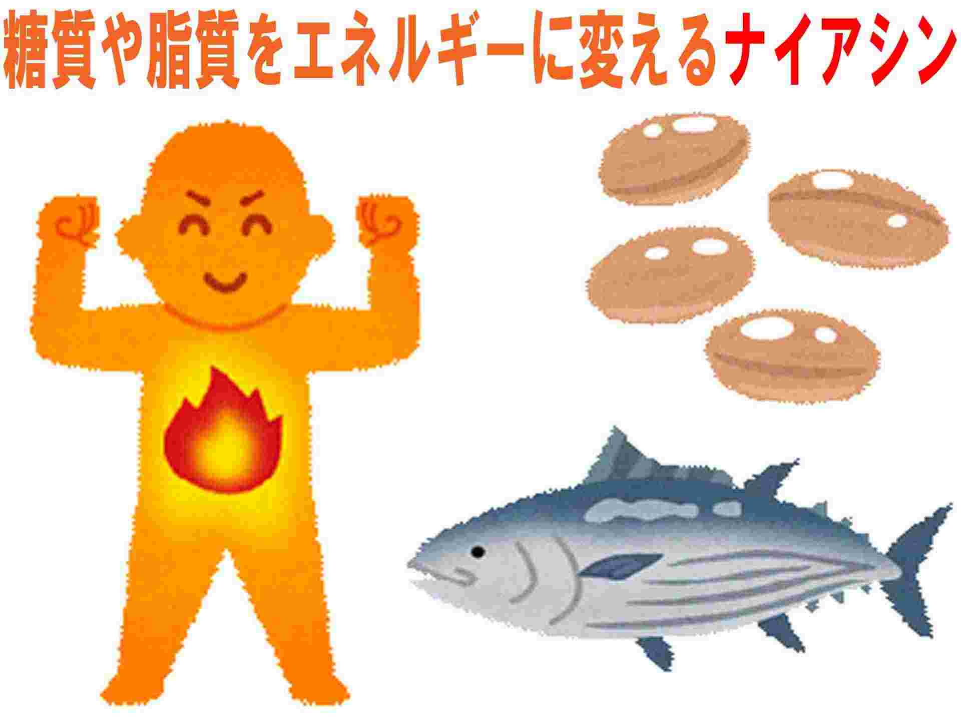 ナイアシンの効果