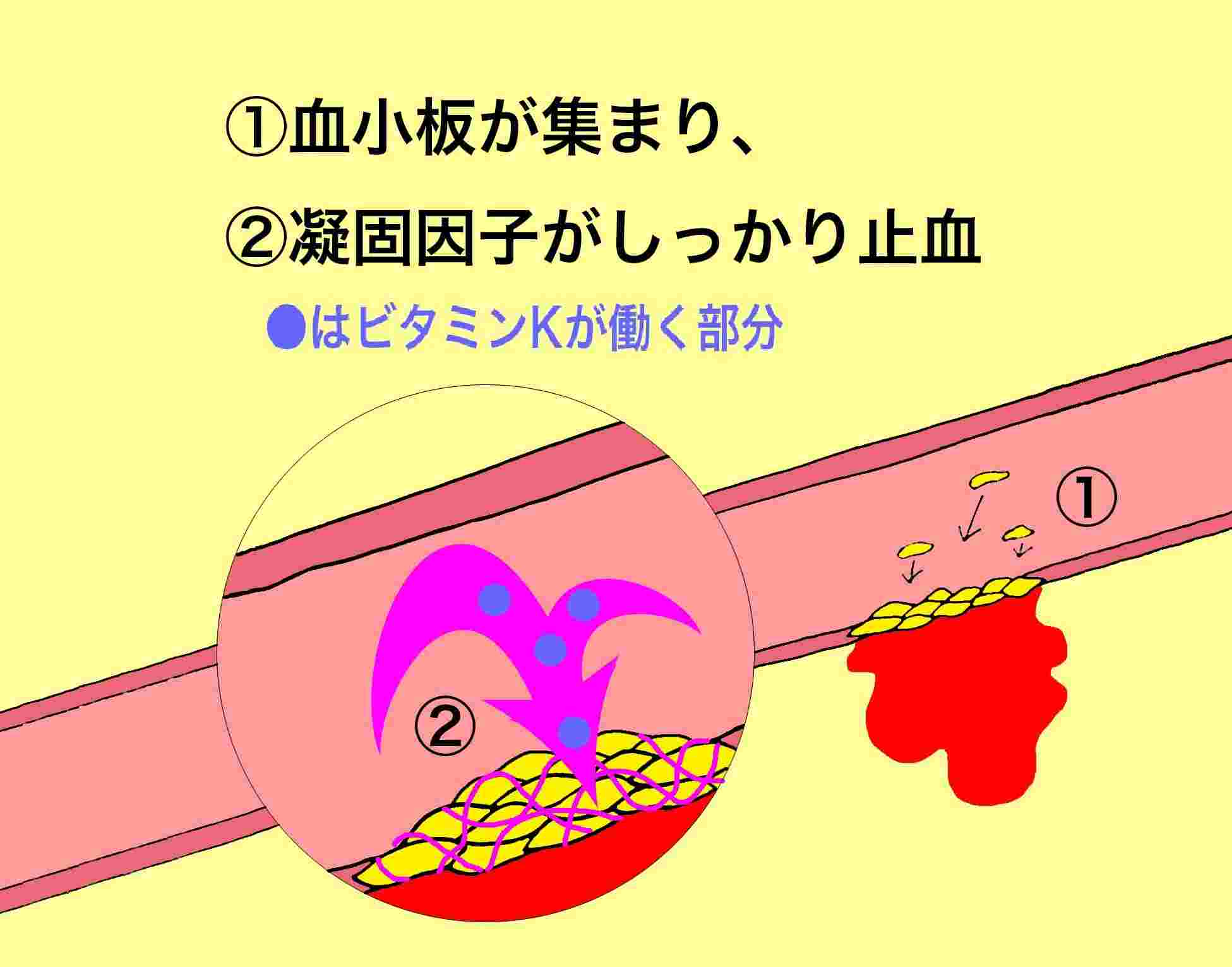 ビタミンｋの働きを現した図