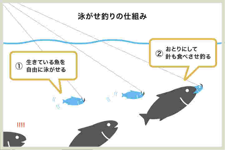 泳がせ釣り