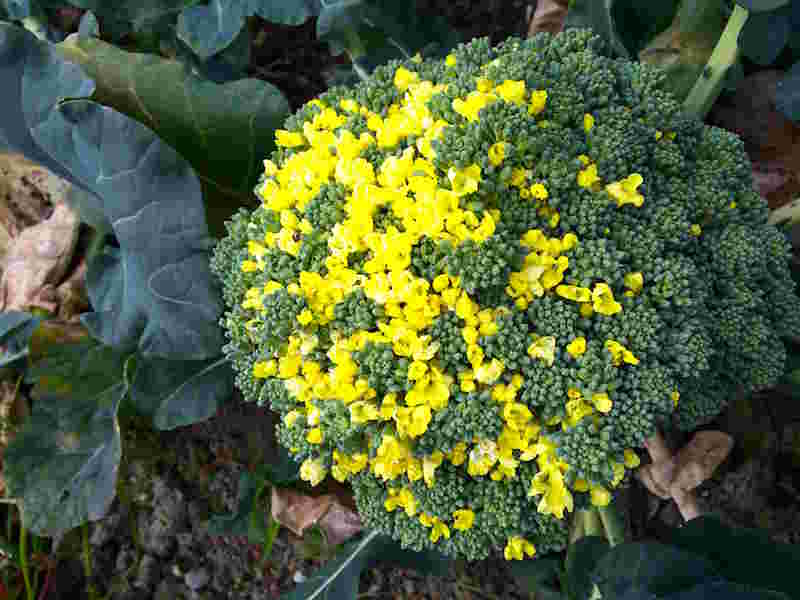 ブロッコリーの花