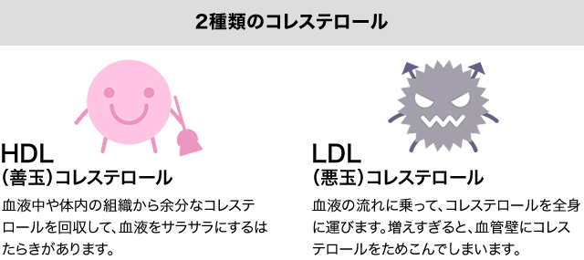 コレステロールの種類と働き