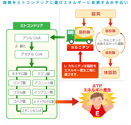 カルニチンの働き