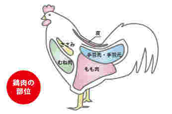 鶏肉の部位をわかりやすく説明したイラスト