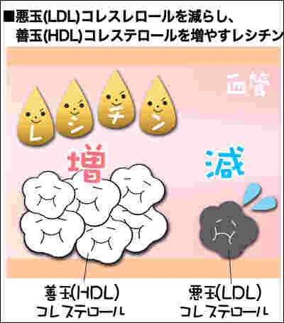 レシチンの働き