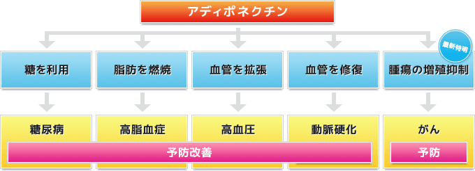 アディポネクチンの作用