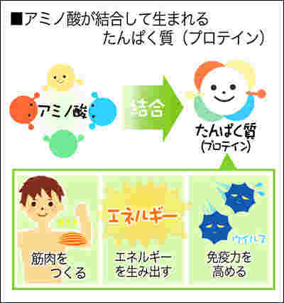 タンパク質の働き