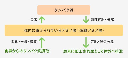 アミノ酸とタンパク質の関係
