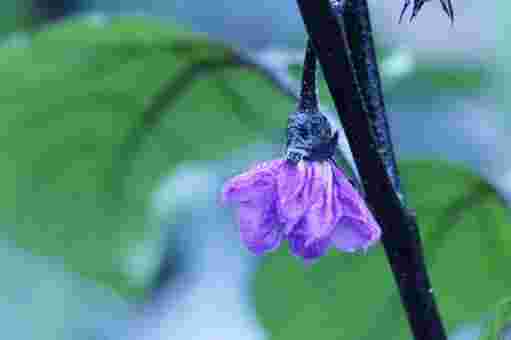紫色のナスの花