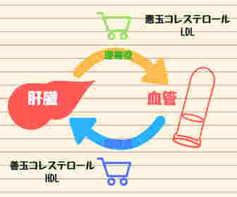 善玉コレステロールと悪玉コレステロール