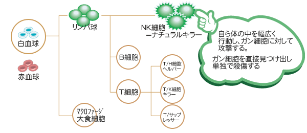 NK細胞の働き