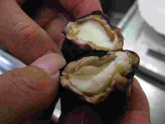 茹であがった菱の実を二つに割った様子
