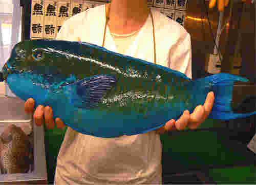 料理人に抱えられたナンヨウブダイ