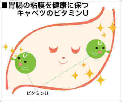 ビタミンUの効能について説明したイラスト