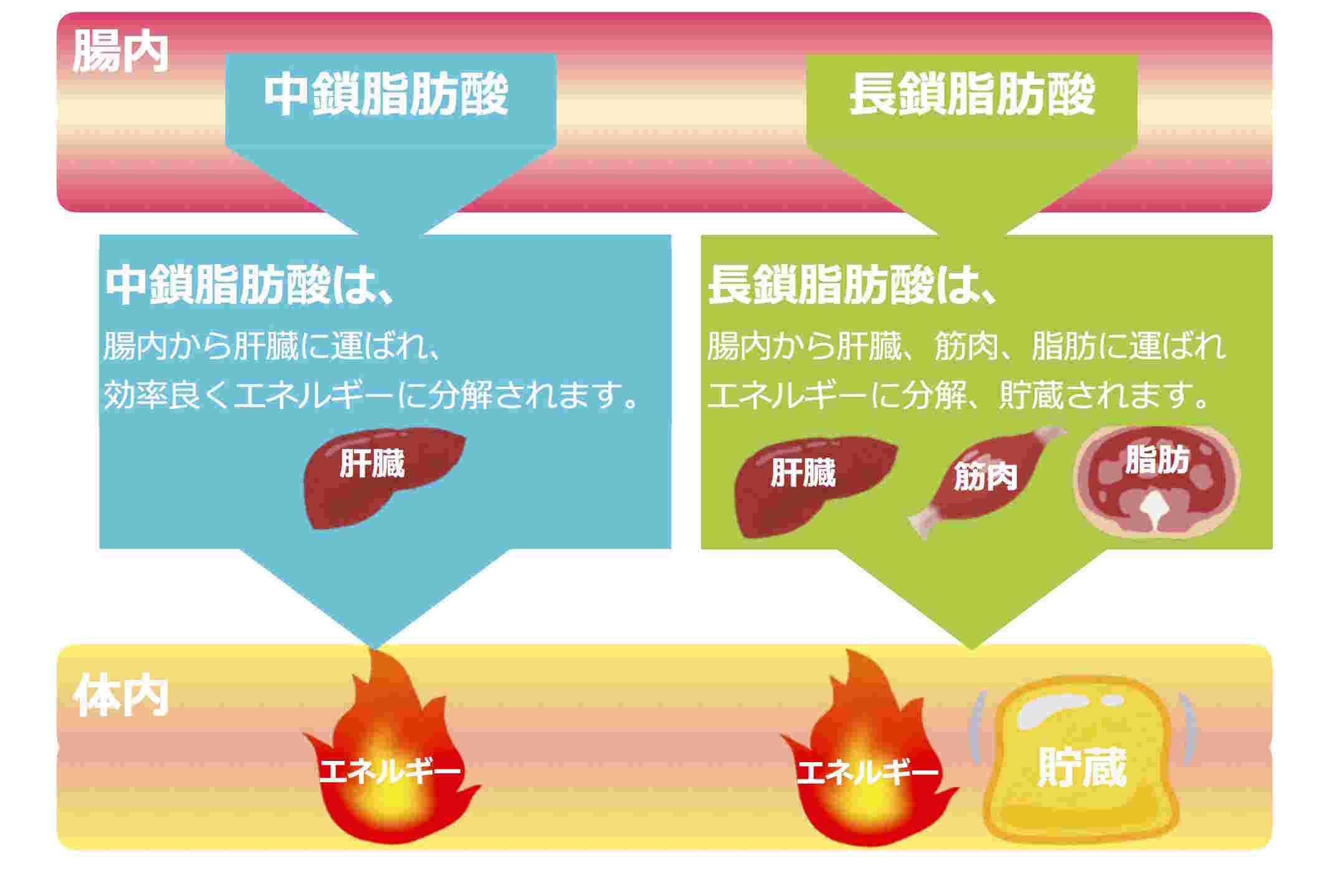 中鎖脂肪酸と長鎖脂肪酸が体内でどのように変換されるかの違い
