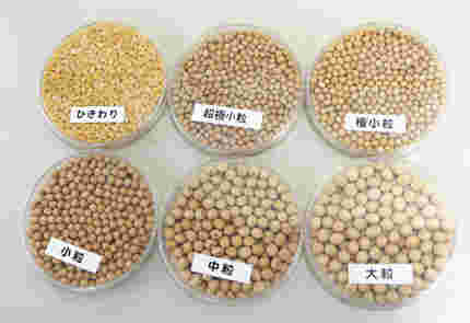 大豆の大きさを6種類で分別している