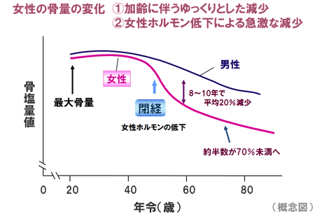 骨量の変化を表したグラフ