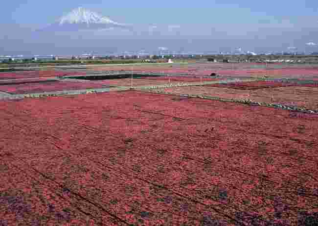 富士山を背景に桜色の絨毯のようにひろがる桜えび
