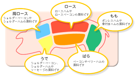 豚肉の部位