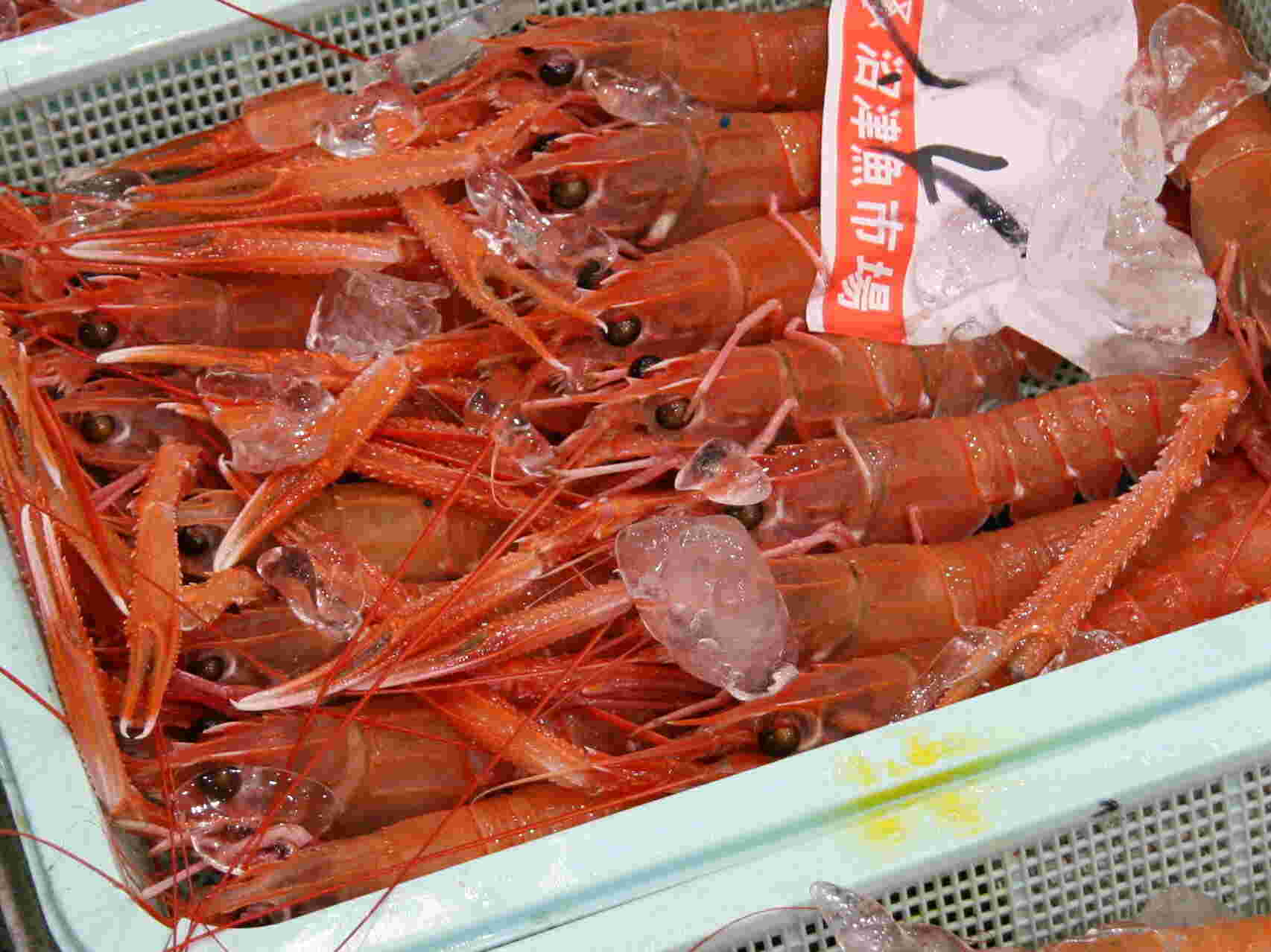 籠に入ったアカザエビ