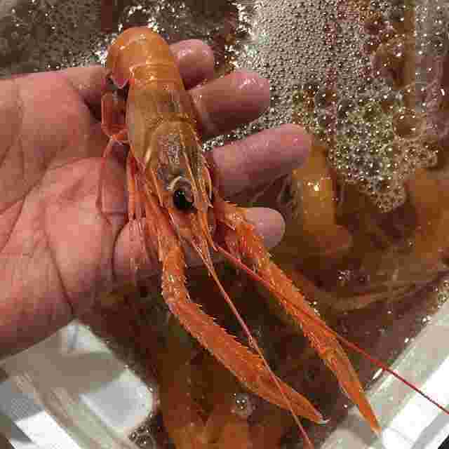 活きアカザエビ