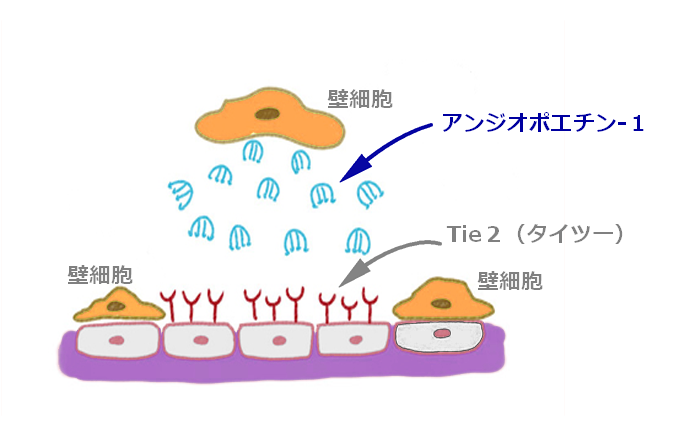 血管が修復されるイメージイラスト