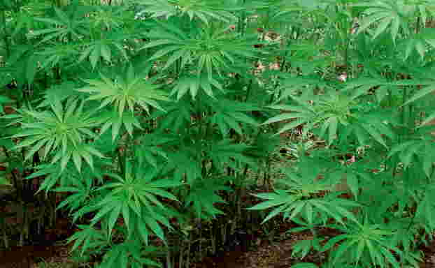大麻草