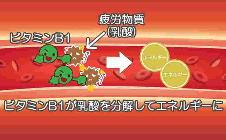 ビタミンB1の疲労回復効果