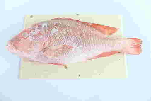 冷凍された魚の画像
