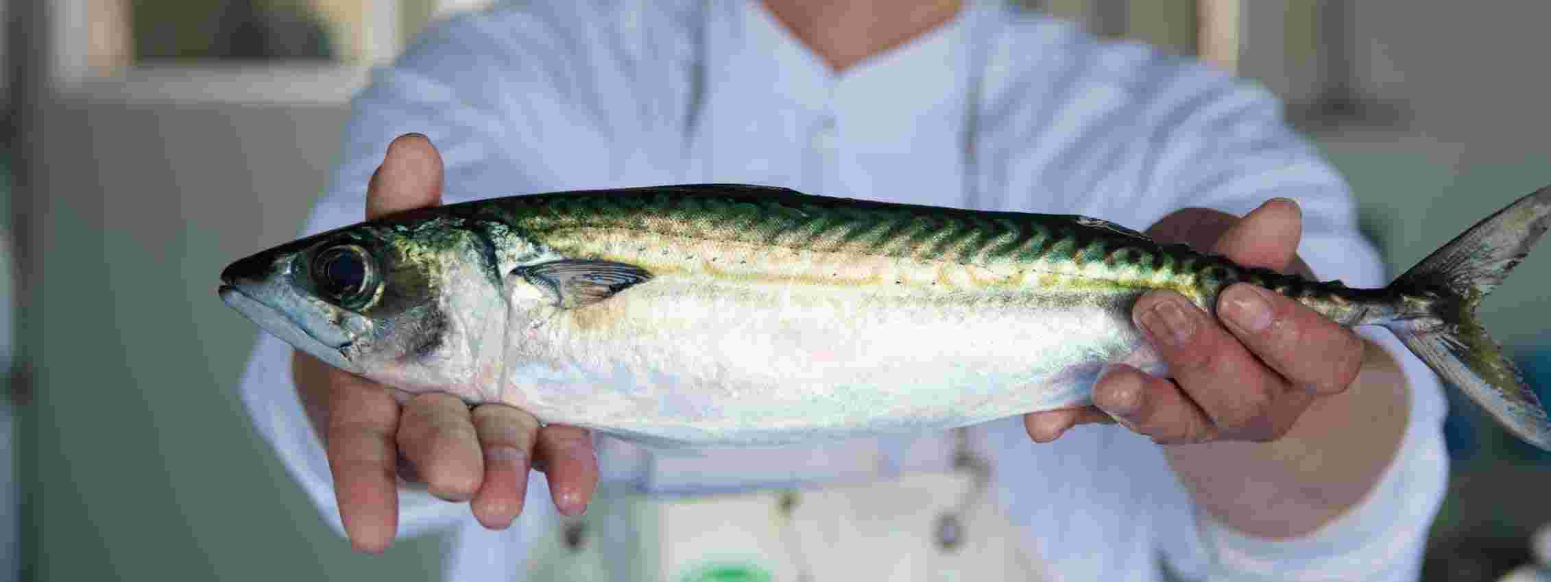 魚を持っている画像