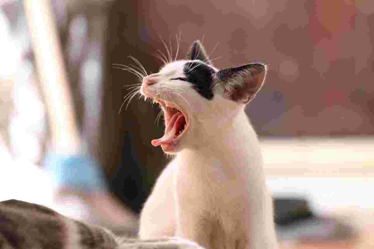 あくびをする猫