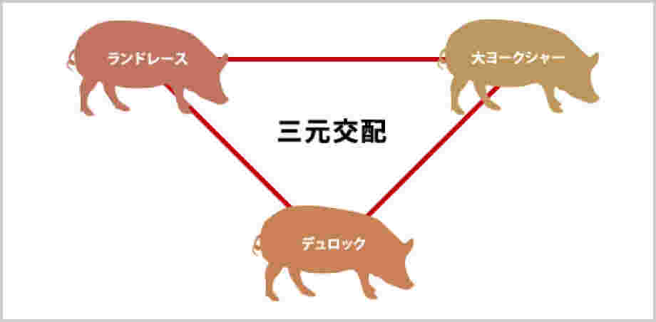 三元豚の三元交配