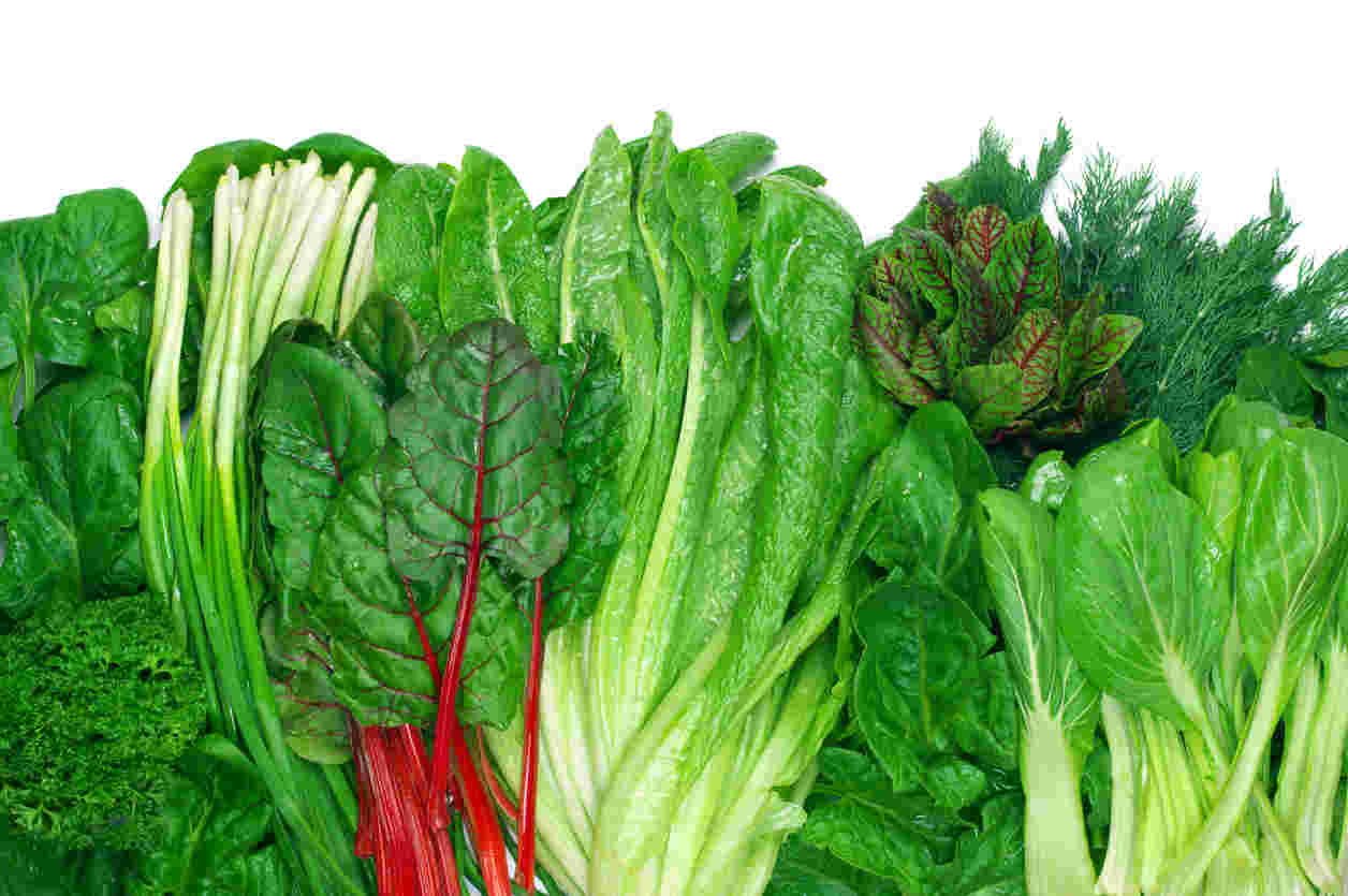 新鮮な葉物野菜の紹介