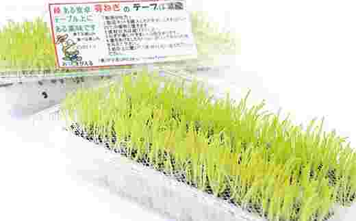 芽ネギ栽培キット