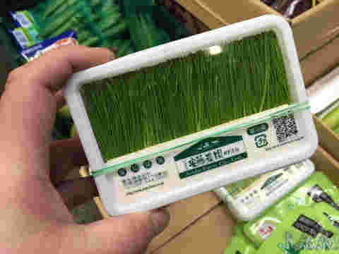 芽ネギ
