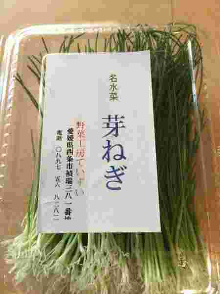 美味しそうな芽ネギ