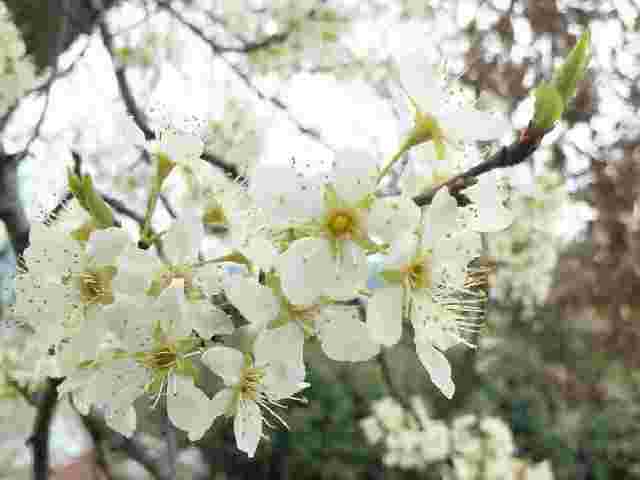 すももの花