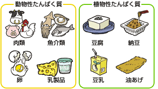 動物性タンパク質と植物性タンパク質の表