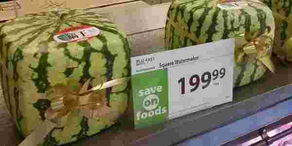 海外で売られている四角いスイカ